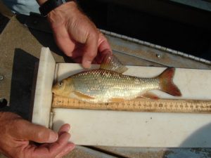 Wateree River young juvenile RRH