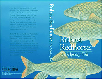 The Mystery Fish Video